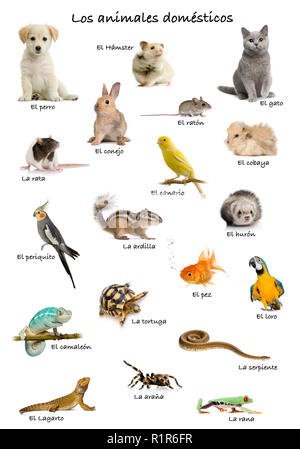 Collage d'animaux domestiques et d'animaux en espagnol in front of white background, studio shot Banque D'Images