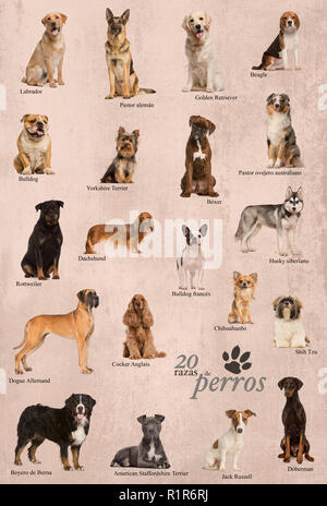 Chiens de races poster en espagnol Banque D'Images