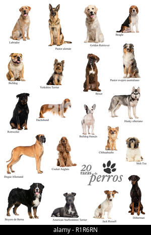Chiens de races poster en espagnol Banque D'Images