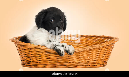 Stabyhoun chiot dans un panier en osier, regardant la caméra Banque D'Images