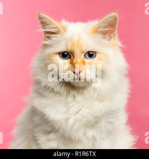 Close-up d'un chat Birman, âgé de 5 mois, sur un fond rose Banque D'Images