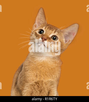 Close-up d'un chaton Abyssin, jusqu'à 3 mois, sur fond orange Banque D'Images