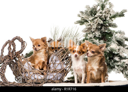 Les Chihuahuas en face d'un paysage de Noël Banque D'Images
