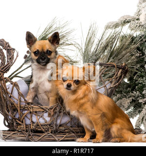 Deux chihuahuas devant un paysage de Noël Banque D'Images