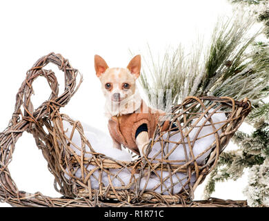 Chihuahua en face d'un paysage de Noël Banque D'Images