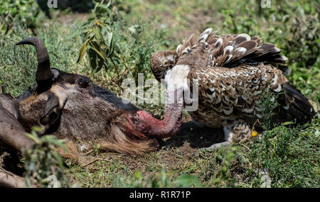 Vautour Ruppells manger, Serengeti, Tanzanie Banque D'Images