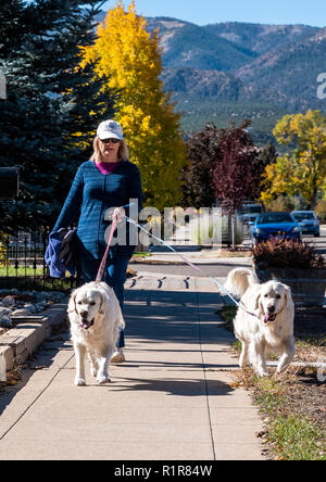 Femme marche deux chiens Golden Retriever de couleur platine le long trottoir ; ville ; Salida Colorado ; USA Banque D'Images