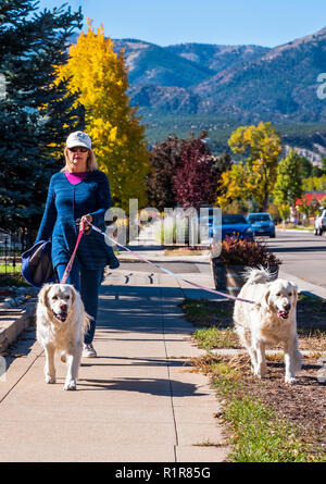 Femme marche deux chiens Golden Retriever de couleur platine le long trottoir ; ville ; Salida Colorado ; USA Banque D'Images