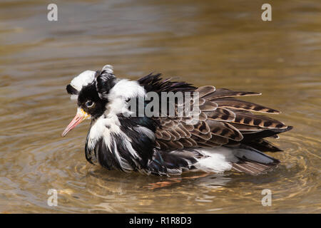 Le Combattant varié (Philomachus pugnax). Mâle en plumage nuptial. Espèces sexuellement dimorphiques.​ échassiers baignade en eau peu profonde. Banque D'Images