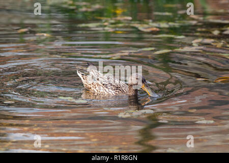 Conjoint ou le Canard souchet (Anas clypeata). À l'aide d'alimentation femelle en forme de lamelles avec bill spatulé agissant comme un filtre, en tenant en milieu aquatique inver Banque D'Images