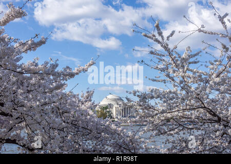 Thomas Jefferson Memorial encadrée par la floraison des cerisiers et un ciel bleu nuageux au cours de fleur de cerisier. Banque D'Images