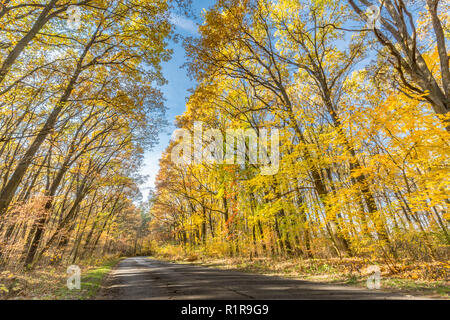 Branche d'arbre avec les feuilles d'automne. Automne fond. Banque D'Images