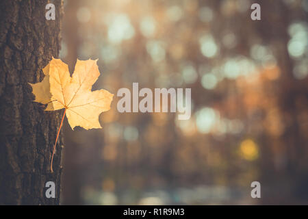 Branche d'arbre avec les feuilles d'automne. Automne fond. Banque D'Images