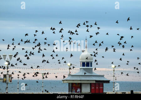 Blackpool, Lancashire, Royaume-Uni. 14 novembre, 2018 dans "sécurité"   Le ciel s'assombrit sur Blackpool comme des dizaines de milliers d'Étourneaux se rassemblent sur la jetée du Nord. Environ 20 000 oiseaux se perchent swoop et mesure de choisir le meilleur endroit pour survivre au froid sur un vent soufflant la Fylde coast ; décrit comme la dernière danse avant de se coucher, la raison de l'swooping, tordant et virevoltant reste en grande partie un mystère. Credit : MediaWorldImages/Alamy Live News Banque D'Images