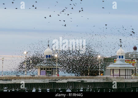 Blackpool, Lancashire, Royaume-Uni. 14 novembre, 2018 dans "sécurité"   Le ciel s'assombrit sur Blackpool comme des dizaines de milliers d'Étourneaux se rassemblent sur la jetée du Nord. Environ 20 000 oiseaux se perchent swoop et mesure de choisir le meilleur endroit pour survivre au froid sur un vent soufflant la Fylde coast ; décrit comme la dernière danse avant de se coucher, la raison de l'swooping, tordant et virevoltant reste en grande partie un mystère. Credit : MediaWorldImages/Alamy Live News Banque D'Images