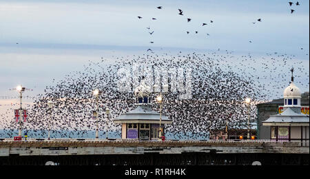 Blackpool, Lancashire, Royaume-Uni. 14 novembre, 2018 dans "sécurité"   Le ciel s'assombrit sur Blackpool comme des dizaines de milliers d'Étourneaux se rassemblent sur la jetée du Nord. Environ 20 000 oiseaux se perchent swoop et mesure de choisir le meilleur endroit pour survivre au froid sur un vent soufflant la Fylde coast ; décrit comme la dernière danse avant de se coucher, la raison de l'swooping, tordant et virevoltant reste en grande partie un mystère. Credit : MediaWorldImages/Alamy Live News Banque D'Images