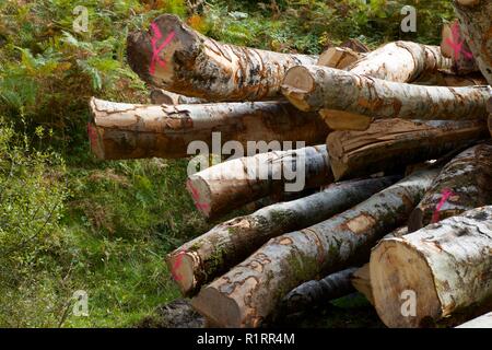 Les travaux forestiers dans les Pyrénées, France. Banque D'Images