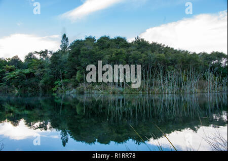 La vallée volcanique de Waimangu, Rotorua, Nouvelle-Zélande. La forêt et les falaises reflétée dans les eaux du lac Rotomahana Banque D'Images