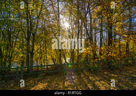 En automne HIGHWOODS COUNTRY PARK, Colchester, Essex, Angleterre Banque D'Images