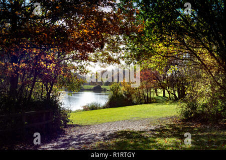 En automne HIGHWOODS COUNTRY PARK, Colchester, Essex, Angleterre Banque D'Images