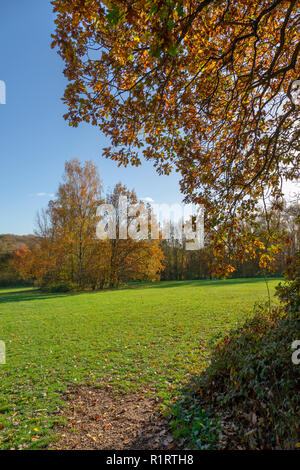 En automne HIGHWOODS COUNTRY PARK, Colchester, Essex, Angleterre Banque D'Images