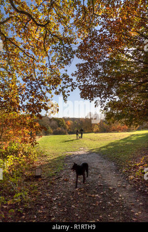 En automne HIGHWOODS COUNTRY PARK, Colchester, Essex, Angleterre Banque D'Images