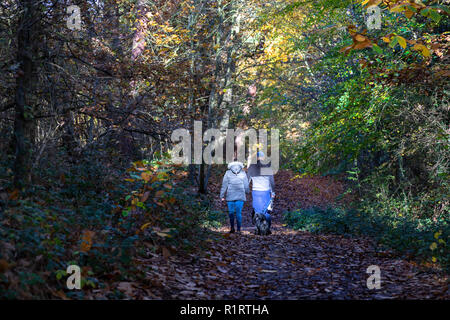 En automne HIGHWOODS COUNTRY PARK, Colchester, Essex, Angleterre Banque D'Images