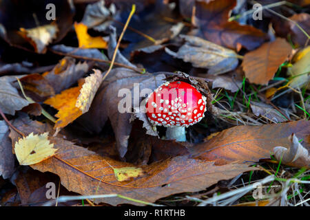 En automne HIGHWOODS COUNTRY PARK Banque D'Images