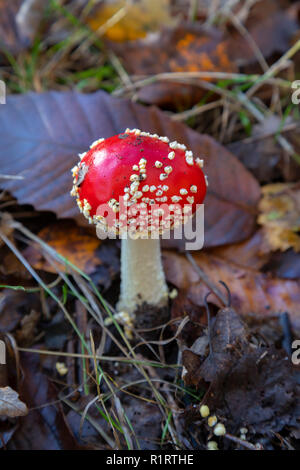 En automne HIGHWOODS COUNTRY PARK Banque D'Images