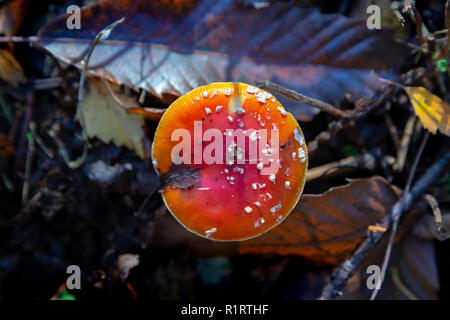 En automne HIGHWOODS COUNTRY PARK Banque D'Images