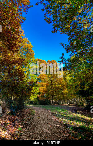 En automne HIGHWOODS COUNTRY PARK, Colchester, Essex, Angleterre Banque D'Images