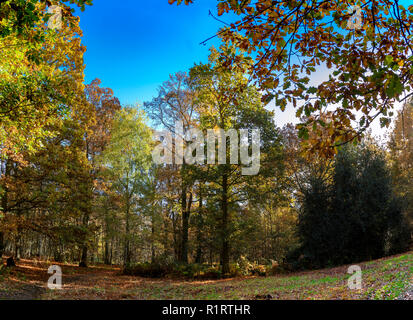 En automne HIGHWOODS COUNTRY PARK, Colchester, Essex, Angleterre Banque D'Images