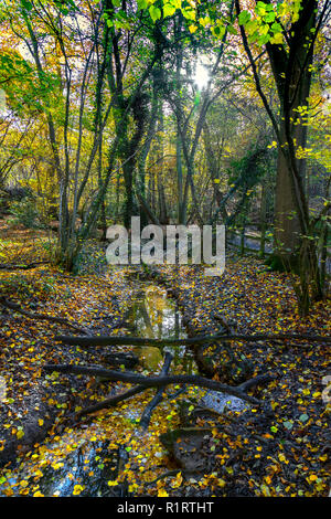 En automne HIGHWOODS COUNTRY PARK, Colchester, Essex, Angleterre Banque D'Images