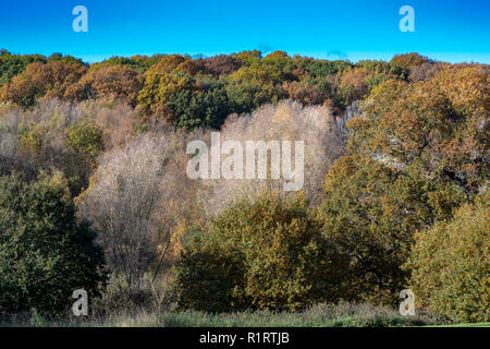 En automne HIGHWOODS COUNTRY PARK, Colchester, Essex, Angleterre Banque D'Images