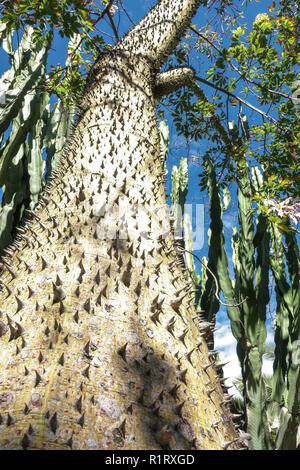 De soie tronc de l'arbre Ceiba speciosa, tronc d'épines, Elche jardin, Espagne Banque D'Images