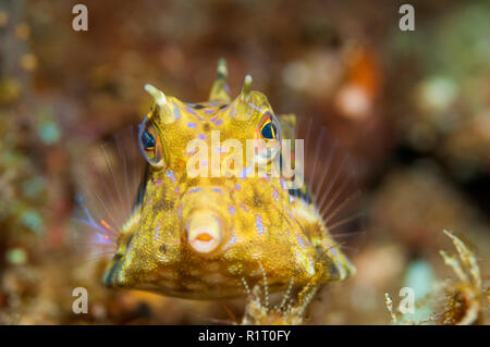 [Lactoria cornuta cowfish Longhorn]. La Papouasie occidentale, en Indonésie. Banque D'Images