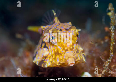 [Lactoria cornuta cowfish Longhorn]. La Papouasie occidentale, en Indonésie. Banque D'Images