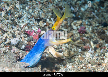 Ruban bleu [Rhinomuraena quaesita] anguille mâle adulte. Détroit de Lembeh, au nord de Sulawesi, Indonésie. Banque D'Images