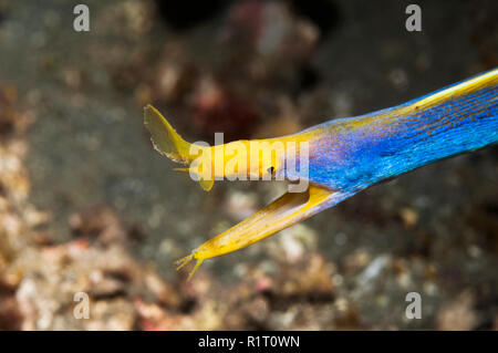 Ruban bleu [Rhinomuraena quaesita] anguille mâle adulte. Détroit de Lembeh, au nord de Sulawesi, Indonésie. Banque D'Images