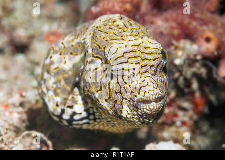 Mappa puffer [Arothron mappa]. Détroit de Lembeh, au nord de Sulawesi, Indonésie. Indo-ouest pacifique. Banque D'Images