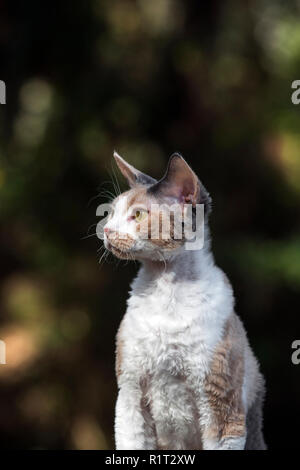 Devon Rex La chatte sur un journal tombé dans les bois Banque D'Images