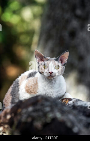Devon Rex La chatte sur un journal tombé dans les bois Banque D'Images