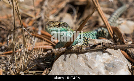 Lézard coloré assis sur marron pierre profitant soleil du matin. La faune, les animaux à la grave Banque D'Images