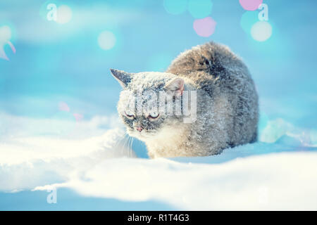 Chat Siamois mignon promenades dans la neige profonde dans le jardin dans la neige en hiver Banque D'Images