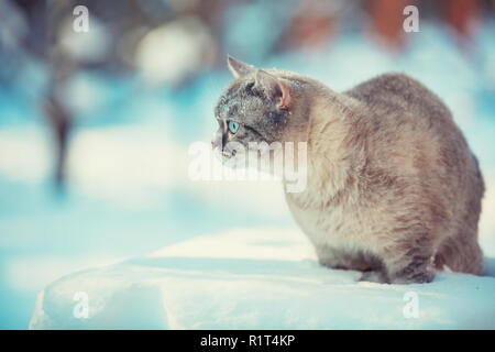 Chat Siamois mignon promenades dans la neige profonde dans le jardin dans la neige en hiver Banque D'Images