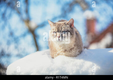 Chat Siamois mignon promenades dans la neige profonde dans le jardin dans la neige en hiver Banque D'Images