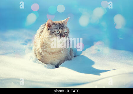 Chat Siamois mignon promenades dans la neige profonde dans le jardin dans la neige en hiver Banque D'Images