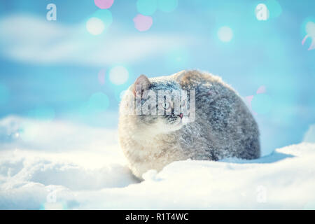 Chat Siamois mignon promenades dans la neige profonde dans le jardin dans la neige en hiver Banque D'Images