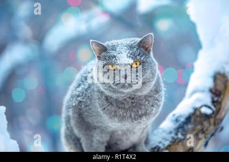 Cute cat British Shorthair est assis sur un arbre dans un jardin dans la neige en hiver Banque D'Images