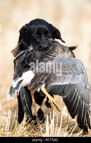 Un Labrador noir avec une oie blanche au Dakota du Nord Banque D'Images